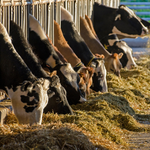Cattle Feed